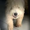 Baloulou, mâle croisé caniche, né le 20/10/2023