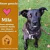 Zuhause gesucht für Mila
