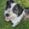 Liebling Miko sucht sein Zuhause