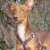 Rufo sucht eine Familie zum Liebhaben