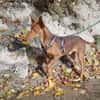 Rufo sucht eine Familie zum Liebhaben