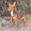 Rufo sucht eine Familie zum Liebhaben