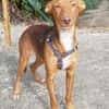 Rufo sucht eine Familie zum Liebhaben