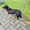 Lisa sucht ein neues Zuhause