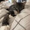 Nami sucht ein liebevolles Zuhause