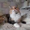 Eine Prinzessin sucht zu Hause