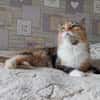 Eine Prinzessin sucht zu Hause