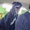 BLACKY ist sehr sensibel + ruhig ♥