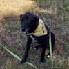 BLACKY ist sehr sensibel + ruhig ♥