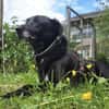 BLACKY ist sehr sensibel + ruhig ♥