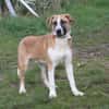 Bento - liebevolle Familie gesucht