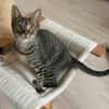 Kleiner Bandit sucht sein Zuhause