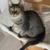 Kleiner Bandit sucht sein Zuhause