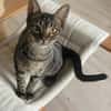 Kleiner Bandit sucht sein Zuhause