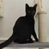 Apollo sucht DICH!