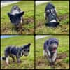 Jaky1 sucht ein Zuhause