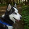 EYOLF -lieber, offener Huskymix-