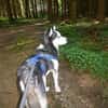EYOLF -lieber, offener Huskymix-