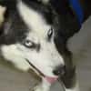 EYOLF -lieber, offener Huskymix-