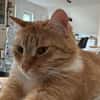 Chopper sucht ein liebevolles Zuhause