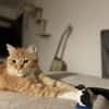 Chopper sucht ein liebevolles Zuhause