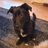 Hundekind braucht liebevolle Familie