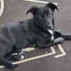 Hundekind braucht liebevolle Familie