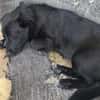 Hundekind braucht liebevolle Familie
