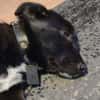 Hundekind braucht liebevolle Familie