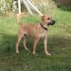 Bailey - kleiner Mann auf Familiensuche
