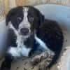 KOUKI - herziges Notfellchen sucht Liebe