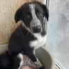 KOUKI - herziges Notfellchen sucht Liebe