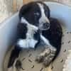 KOUKI - herziges Notfellchen sucht Liebe