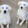 Schmusebub♥Lorenz♥in 27321 Thedinghausen