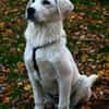 Sanfter ♥Taavi♥ in 27321 Thedinghausen