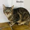 Boulou