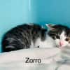 Zorro