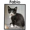 FABIO (Réservé)