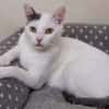 GEORGETTE (RESERVEE)