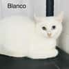 Blanco