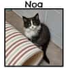 NOA(Reservé)