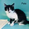PATA