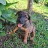 LUMA, chiot Berger Créole femelle