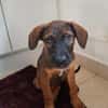 LUMA, chiot Berger Créole femelle