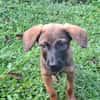 LUMA, chiot Berger Créole femelle
