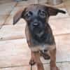 LUMA, chiot Berger Créole femelle