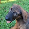 LUMA, chiot Berger Créole femelle