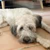 CHAPLIN,  Croisé Griffon Créole junior