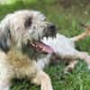 CHAPLIN,  Croisé Griffon Créole junior