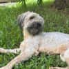 CHAPLIN,  Croisé Griffon Créole junior
